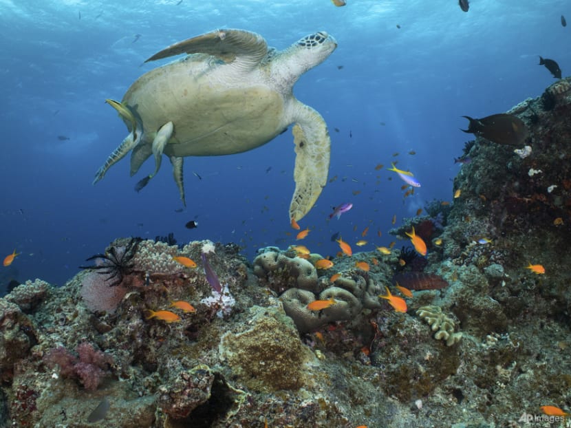 Australia pledges US$704 million to save Great Barrier Reef