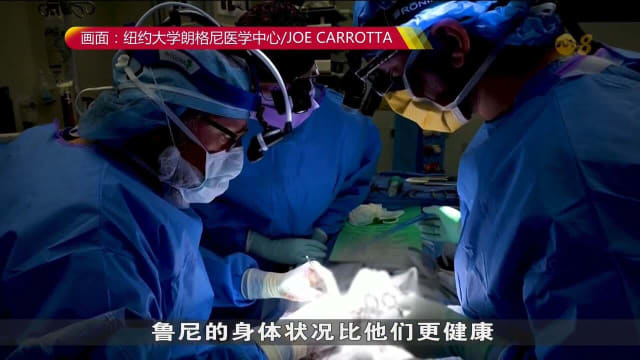美国医生成功移植基因改造猪肾 患者康复出院