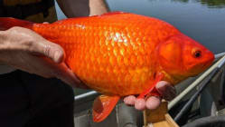 Related article image