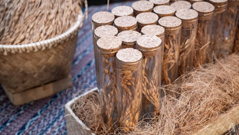 Bangkitnya para 'connoisseur nasi': Berburu nasi lezat dari varietas padi kuno yang hampir punah 