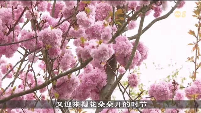 气候变化或干扰花儿生长环境 伦敦园丁思考重新设计邱园