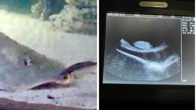 单独饲养魔鬼鱼莫名怀孕 水族馆：可能是鲨鱼宝宝