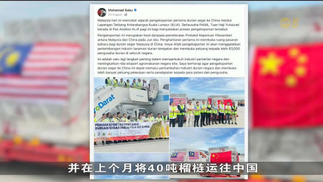 马国榴梿种植业者力拓中国榴梿市场 高端品种抢占商机