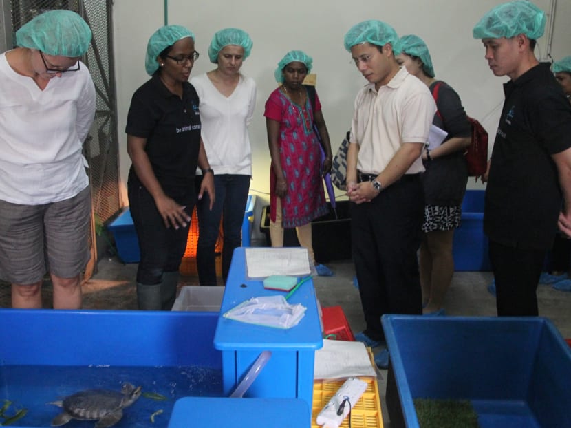 Wildlife sanctuary for rescued animals opens