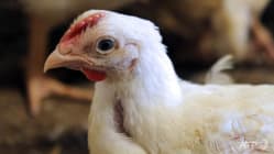 Related article image