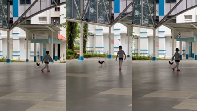 组屋区惊现“另类球星” 公鸡与男童同场竞技