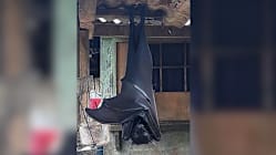 Related article image