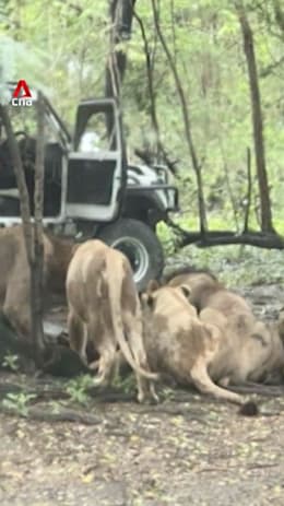 Zookeeper in Thailand mauled to death by lions
