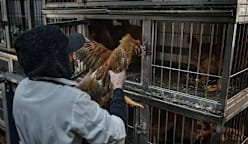 Pihak berkuasa Amerika Syarikat lapor kes jangkitan selesema burung H5N5 pada manusia