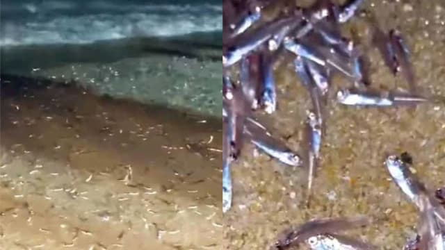 数十万只江鱼仔搁浅 马国邦咯岛现异像 