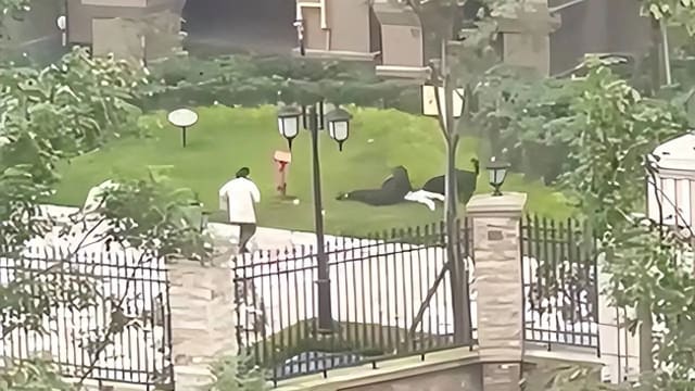 遭巨犬撕咬！成都两岁女童肾伤骨折