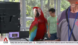 AVS advises against free-flying parrots outdoors due to safety concerns