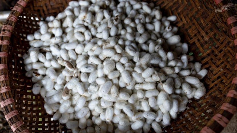 SFA reviews 16 insect species for human consumption, seeks feedback on import conditions