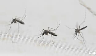 More mosquitoes, less birdsong: Increasingly extreme El Ninos may favour pests while other animals swelter