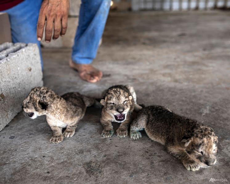 Three newborn lion cubs a rare joyous sight in war-scarred Gaza
