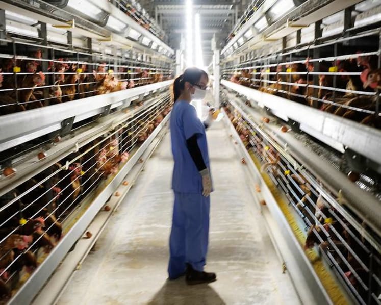 Inside the high-tech operations of Singapore’s largest egg farm