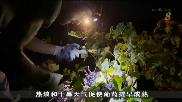 西班牙干燥天气 促使葡萄提早成熟和收成