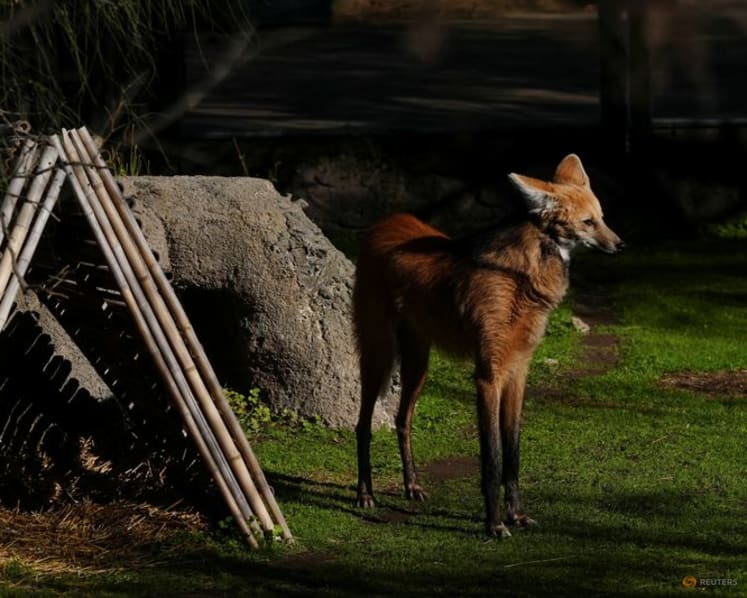 Argentina to return two rare maned wolves to the wild