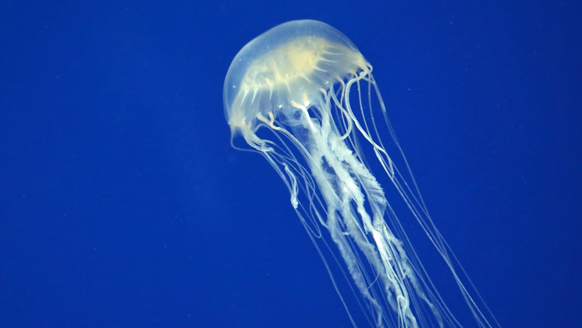 Russian boy dies after box jellyfish sting in Langkawi