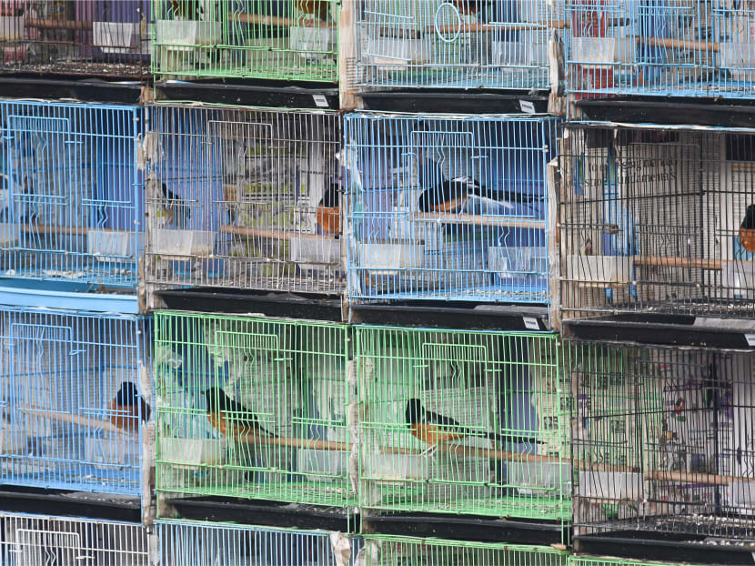 A photo supplied by Traffic, a non-governmental organisation, shows cages containing birds called White-rumped Shama Copsychus malabaricus that it said were meant for sale in Singapore. A photo supplied by Traffic, a non-governmental organisation, shows cages containing birds called White-rumped Shama Copsychus malabaricus that it said were meant for sale in Singapore.