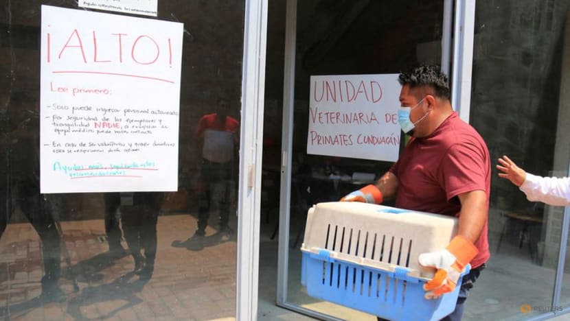 Over 200 howler monkeys in Mexico perish in heatwave, says NGO Over 200 howler monkeys in Mexico perish in heatwave, says NGO