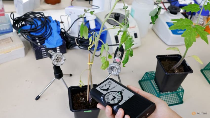 Israeli research finds that when plants talk, insects listen Israeli research finds that when plants talk, insects listen