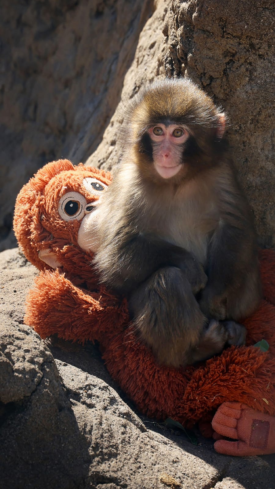 Fans flock to Japan zoo to see viral baby monkey Punch