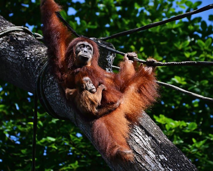 Younger Singaporeans far more likely to support wildlife conservation than older ones: Survey