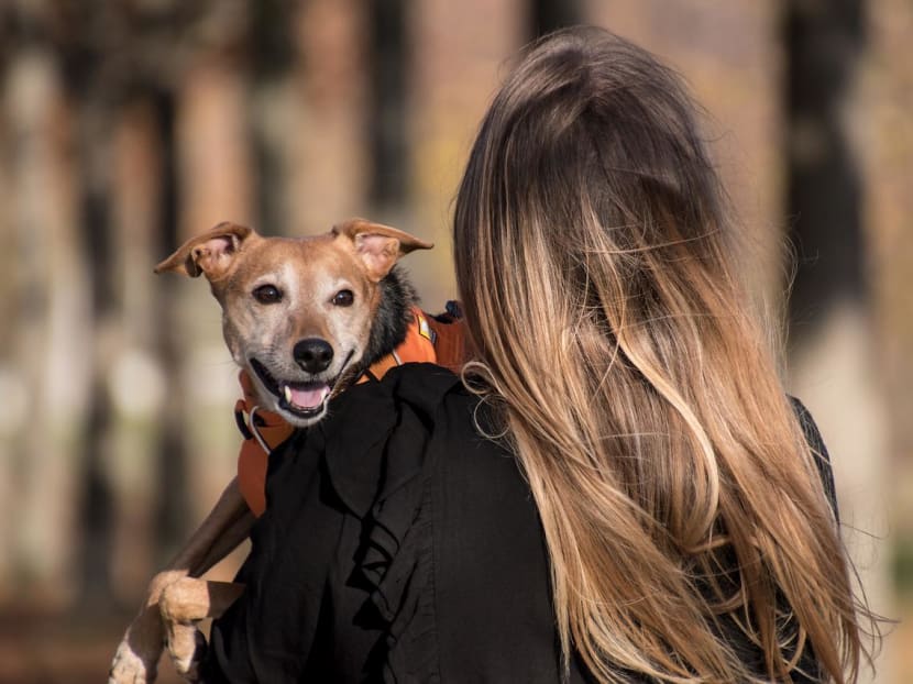 Are S'pore's pandemic pet owners ready for the responsibility? Are S'pore's pandemic pet owners ready for the responsibility?