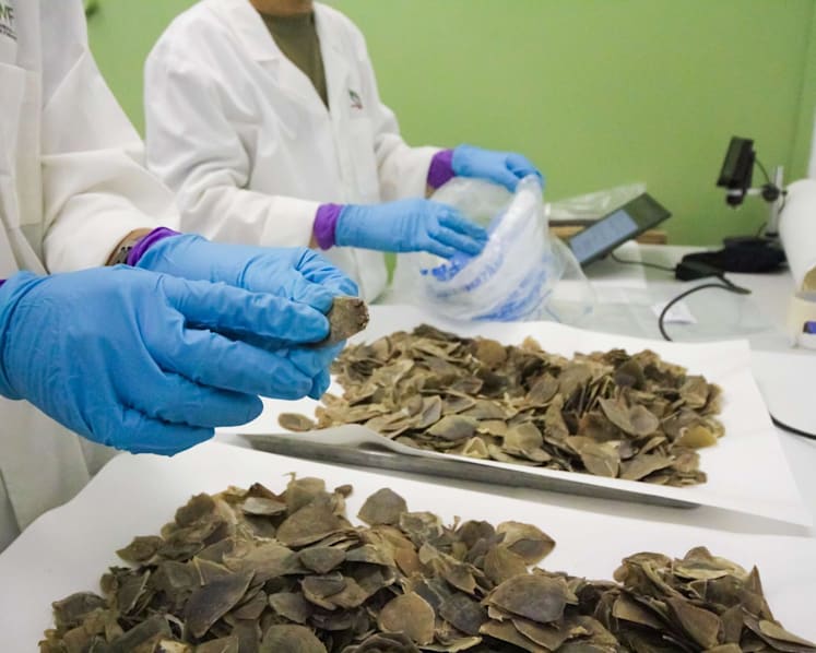 Singapore seizes record 830kg of Asian pangolin scales 