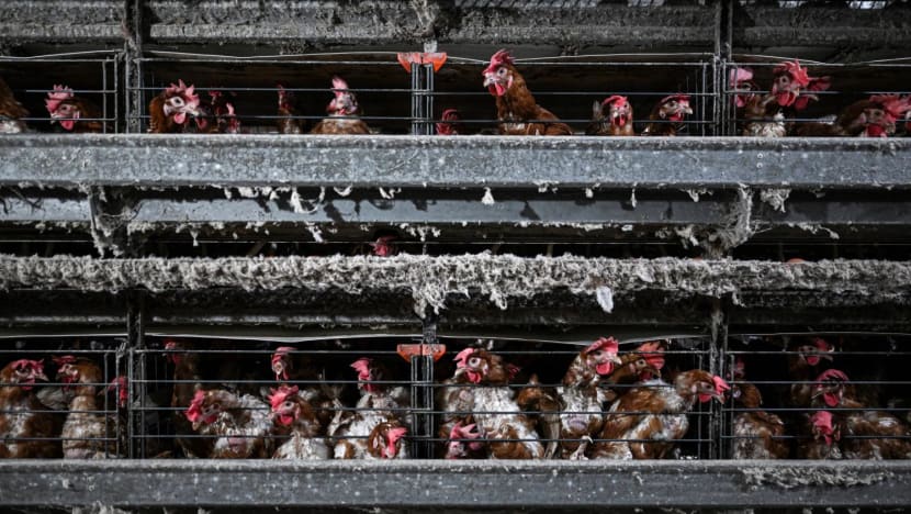 Malaysia’s domestic chicken supply not affected by bird flu outbreak overseas: Minister Malaysia’s domestic chicken supply not affected by bird flu outbreak overseas: Minister
