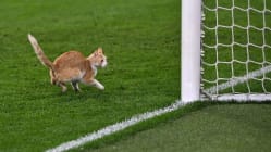 Related article image