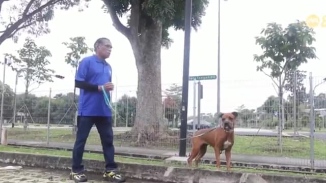 新加坡防止虐待动物协会最久员工 曾非常害怕狗