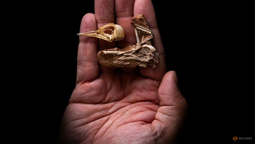 'One-of-a-kind' skull fossil from Brazil reveals bird brain evolution 'One-of-a-kind' skull fossil from Brazil reveals bird brain evolution