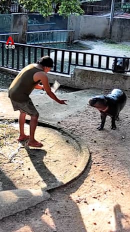 Thai man caught trespassing into viral hippo Moo Deng's zoo pen