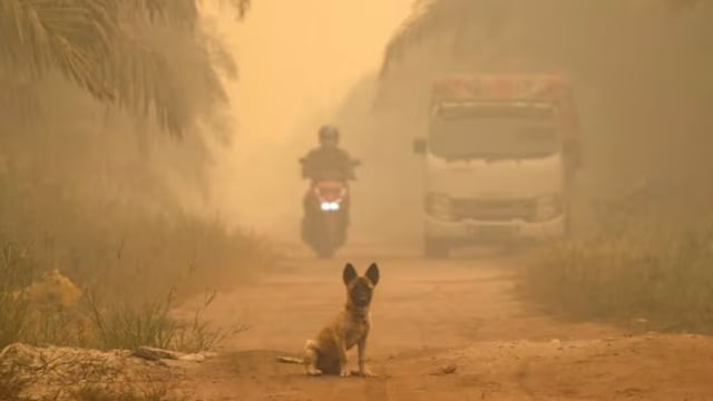 印尼婆罗洲部分地区空气污染达到危险水平