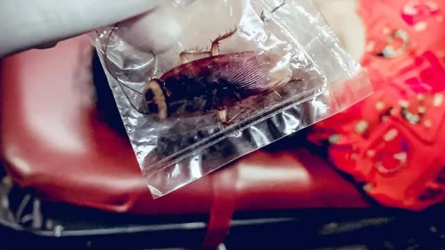 拇指大蟑螂咬膝盖 泰女全身起疹晕厥急送医