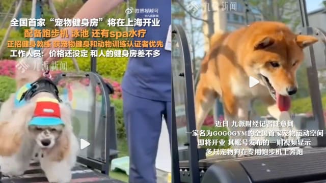 中国出现宠物健身房 泳池跑步机健身教练样样齐全