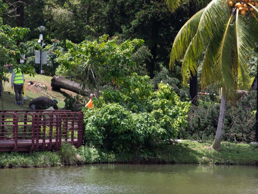 The site of the fallen tree at Marsiling Park that killed Dag Loke Xiao Li on Feb 18, 2021.