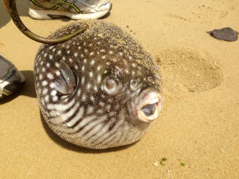 Piles of dead fish at Pasir Ris beach