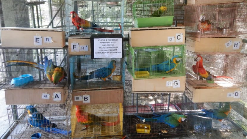 Singaporean jailed and fined for smuggling wild birds into Johor Singaporean jailed and fined for smuggling wild birds into Johor