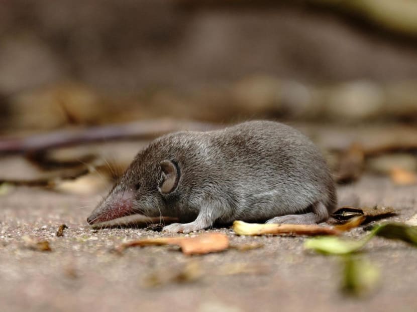 Following a survey of wild small animals, the researchers said the virus was "predominantly detected" in shrews (pictured), a finding which suggests that the animal may be "a natural reservoir" of the virus. 