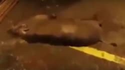 Related article image