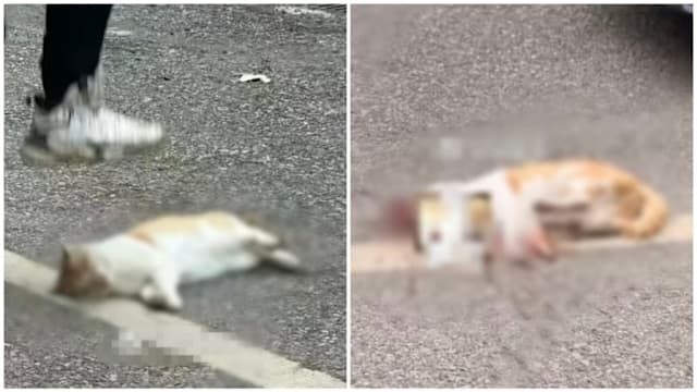  中国教师当学生面前踩死流浪猫 教育局：涉事教师已停职