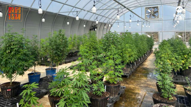 国际禁用泰国合法 大麻是药还是毒？