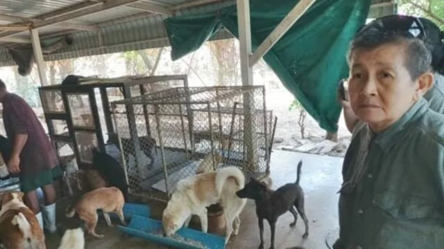 为照顾逾2000只流浪动物 泰老妇决定卖屋