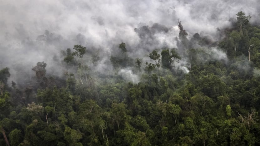 Asia Pulp and Paper Company to do more to battle forest fires in Indonesia