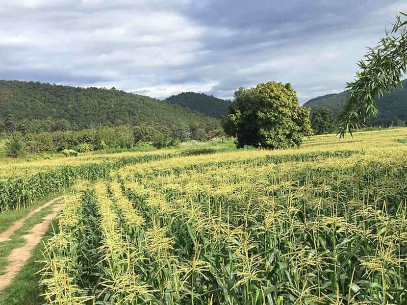 Banyan Tree opens organic farm in Thailand with Michelin-starred chef Banyan Tree opens organic farm in Thailand with Michelin-starred chef