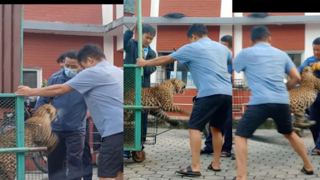 尼泊尔获救花豹突然冲出笼子 护林员遭袭受伤