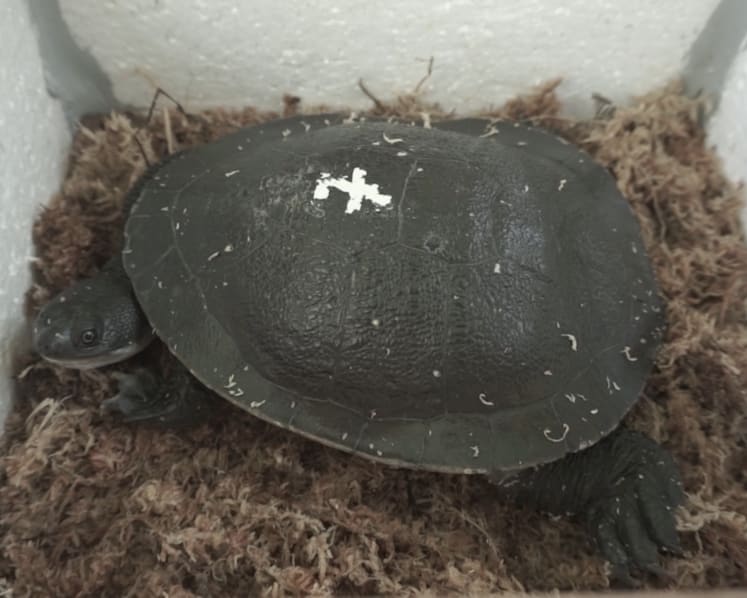 Critically endangered Roti Snake-necked Turtles sent from Singapore to native Indonesia